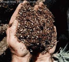 Is about the best potting mix for your ponytail palm, so i will address that first. Potting Soil For Palm Trees