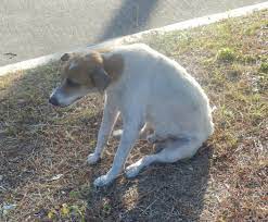 Every dog is special, they are god's gift to humanity.this is just a countdown of the most popular breed to an azkal puppy life is as simple as eating, playing and sleeping. How To Take Care Of The Aspin Hubpages