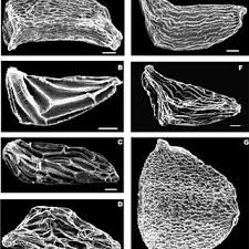 Image result for Dissotis pachytricha