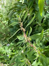 Image result for Parietaria