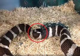 Reggie the king snake soon realised his mistake after chomping down on his back end but then couldn't. The Snake That Ate Its Tail Paul Fishwick Observable