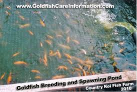 Most professional goldfish breeders place floating spawning mops in the (3) many goldfish breeders separate the males and females into separate ponds, then put the males and females back together in the same pond to. Goldfish Spawning Breeding Pond With Baby Goldfish At Country Koi Fish Farm Goldfish Breeding Fish Farming Baby Goldfish