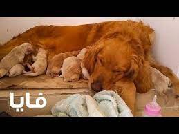 لحظة ولادة كلبة جولدن ل 11 جرو ومحاولة إنعاش أحد الجراوى youtube golden retriever animals retriever
