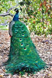 Maybe you would like to learn more about one of these? The Dark Side Of The Prettiest Bird Everything To Know About Raising Peafowl