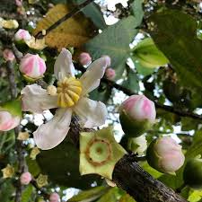 Image result for Bellucia