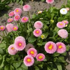 They have solitary flowers of white, pink or red. Seeds Of English Daisy Bellis Perennis Monstrosa T O G