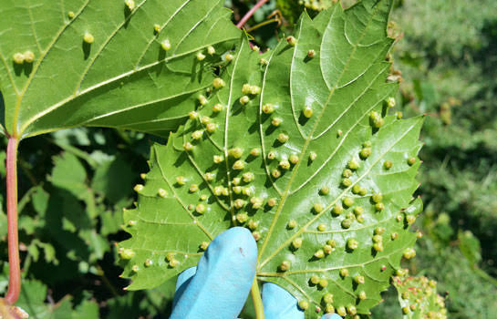 Grapevine phylloxera | Priority pest insects and mites | Pest insects and  mites | Biosecurity | Agriculture Victoria