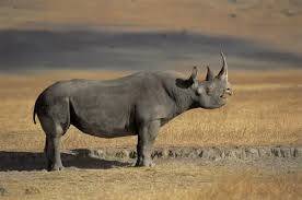 Ceratotherium simum)، هو نوع من الحيوانات الثدية أحادي الطراز من فصيلة الكركدنيات ومن رتبة وتريات الأصابع يعيش في جنوب أفريقيا والجنوب السوداني، ويألف الأراضي المعشبة والمجدبة القريبة من الأنهار وبرك المياه. Ù…Ø¹Ù„ÙˆÙ…Ø§Øª Ø¹Ù† ÙˆØ­ÙŠØ¯ Ø§Ù„Ù‚Ø±Ù† Ø§Ù„Ø§Ø³ÙˆØ¯ Ø¨Ø§Ù„ØµÙˆØ± ÙˆØ§Ù„ÙÙŠØ¯ÙŠÙˆ Ø³Ø­Ø± Ø§Ù„ÙƒÙˆÙ†