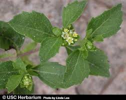 Image result for Acanthospermum australe