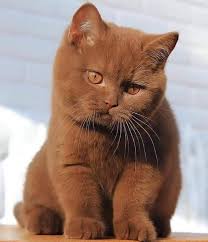 Brown Kitten Aww In 2020 Cute Cats Cute Cats And Kittens Beautiful Cats