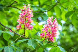 Flowering shrubs, and trees offer great spring color. Blooming Chestnut Tree Branch Beautiful Pink Flowers And Green Leaves Spring Nature Stock Photo Picture And Royalty Free Image Image 107914816