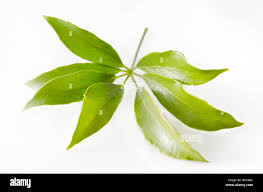 Image result for Araliaceae