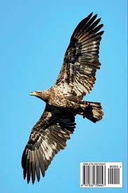 The highly variable plumage of immature bald eagles. Juvenile Bald Eagle In Flight Journal 150 Page Lined Notebook Diary Birds Cool 9781532729447 Amazon Com Books
