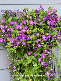 Image result for Clematis costata