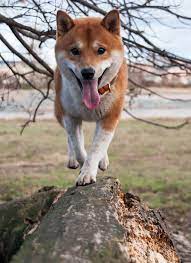 Shiba inu experiences high volatility just like any other cryptocurrency which is why it's useful to be able to predict the price of shib and trade accordingly. Shiba Inu Dog Breed Information