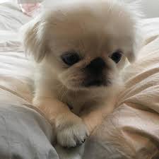 ダンボールが噛みたくて仕方のないペタ様 ペキニーズ ぺったん ぺぺ ぺキスタグラム 鼻ぺちゃ部 ポチャ 犬 北京犬 dog 白ぺき 親バカ わんちゃん おてんば 愛犬 家族 ふわもこ部 ふわふわ dogs animals