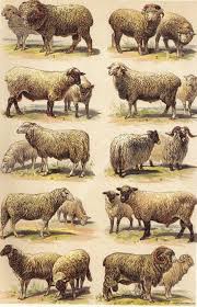 Merino Sheep Breeds 1901 Sheep Breeds Merino Rambouillet Shropfshire Negretti And More Sheep Breeds Sheep Art Sheep Illustration