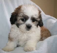 Newest oldest price ascending price descending relevance. Shichon Puppies Shihtzu X Bichon Frise Puppies Shichon Puppies Teddy Bear Dog