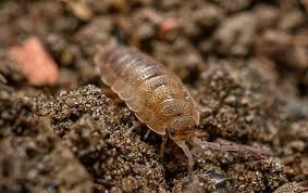 All natural pest elimination asub kohas greensboro. Blog Best Pest Control For Garden Pests Mooresville Exterminators