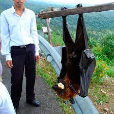 Maybe you would like to learn more about one of these? Giant Golden Crowned Flying Fox Interestingasfuck