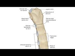 Hindi meaning of the chest , the chest ka matalab hindi me, the chest का मतलब (मीनिंग. Sternum In Hindi Youtube