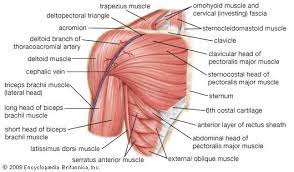 Muscle diagram of shoulder human shoulder muscle diagram upper back muscle diagram this summary post displays shoulder diagram … please click on the diagram(s) to view larger version. Human Muscle System Muscle Anatomy Shoulder Muscle Anatomy Shoulder Muscles