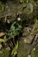 Image result for Asystasia hedbergii