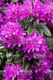 See reviews and photos of gardens in scotland, united kingdom on tripadvisor. Flowering Tree Scotland Uk Flowering Trees Flower Photos Flowers