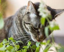 Plant cats are allergic to. Safe Plants For Cats And Dogs