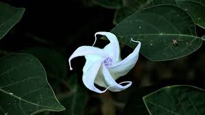 Image result for Datura inoxia