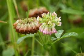 Image result for Trifolium
