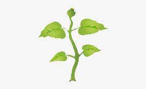 The vegetative phase then takes place when the plant grows leaves. Grow2 Sunflower Growth Stages Transparent Png 1500x1150 Free Download On Nicepng