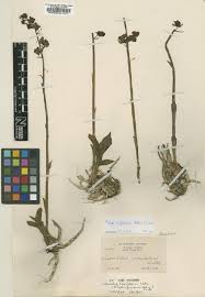 Image result for Eulophia fridericii