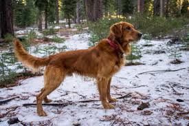 We did not find results for: Jack Four Year Old Field Bred Golden Retriever Golden Retriever Yorkshire Terrier Puppies Dogs Golden Retriever
