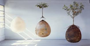 Developing an organic, biodegradable burial capsule that will turn the deceased's body into very fascinating, here is how it works! Goodbye Coffins These Organic Burial Pods Will Turn You Into A Tree When You Die