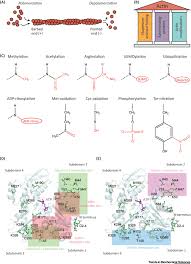 Once a mrna has been translated into protein, the processing doesn't stop there. Actin Post Translational Modifications The Cinderella Of Cytoskeletal Control Trends In Biochemical Sciences