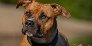 Is a staffordshire bull terrier the same thing as a pit bull? Amstaff Mix Listenhunde Nothilfe