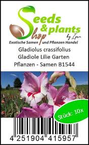 Image result for Gladiolus crassifolius