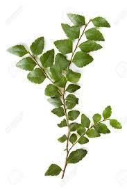 If you want to have your own. Delicate Leaves Of The Ancient Myrtle Beech Tree Isolated Over Stock Photo Picture And Royalty Free Image Image 13194663