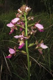 Image result for Eulophia horsfallii