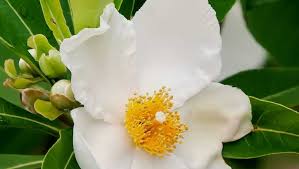 Image result for Limosella grandiflora