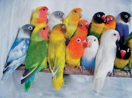 Ja Mas Que A Mi Familia Me Recuerda A Las Damas De Mi Familia Incluyendome Obviamente Jajajaja Beautiful Birds Colorful Birds Pet Birds