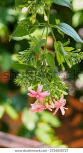 Image result for Combretum mkuzense