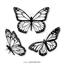 Print our draw a butterfly template with all the steps and room for your drawing. Widespread Gray Zone Of Animals Transitioning From One Species To Two Butterfly Tattoo Designs Butterfly Drawing Butterfly Black And White