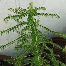 Image result for Phyllanthus martinii