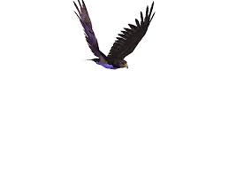 Fly Bird Photo By T Wangrung Photobucket Moving Wallpapers Bird Bird Photo