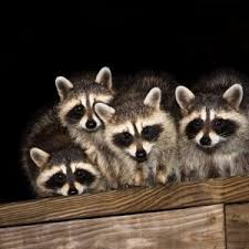 Skedaddle humane wildlife control minimizes raccoon dens on your property with humane wild animal removal. Raccoons Humane Animal Removal Services Miami