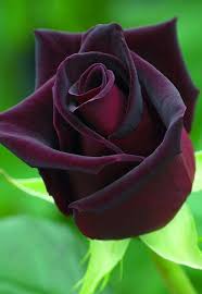 Black background color emphasizes bright colors of colors. Peony Rosa Black Baccara Black Flowers Beautiful Roses Beautiful Flowers