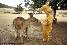 G Day The Sweet Moment A Kangaroo Sniffs Out The Four Year Old Imposter In A Onesie Kangaroo Wildlife Park Animals