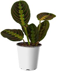Organic succulent and cactus soil mix: Amazon Com 9greenbox Red Prayer Plant Maranta Easy To Grow House Plant 4 Pot Home Kitchen